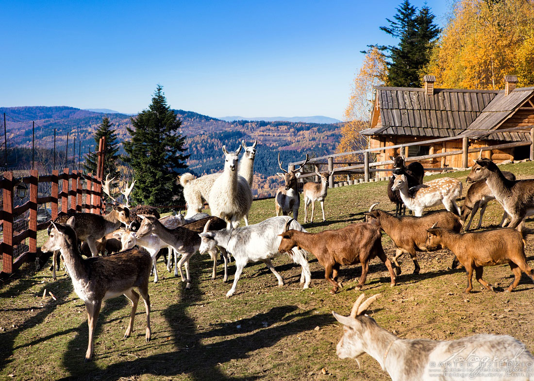 Fotografia reklamowa Mini Zoo w Beskidzkim Raju. Na zdjęciu zwierzęta m.in. lamy, konie, kozy, owce.