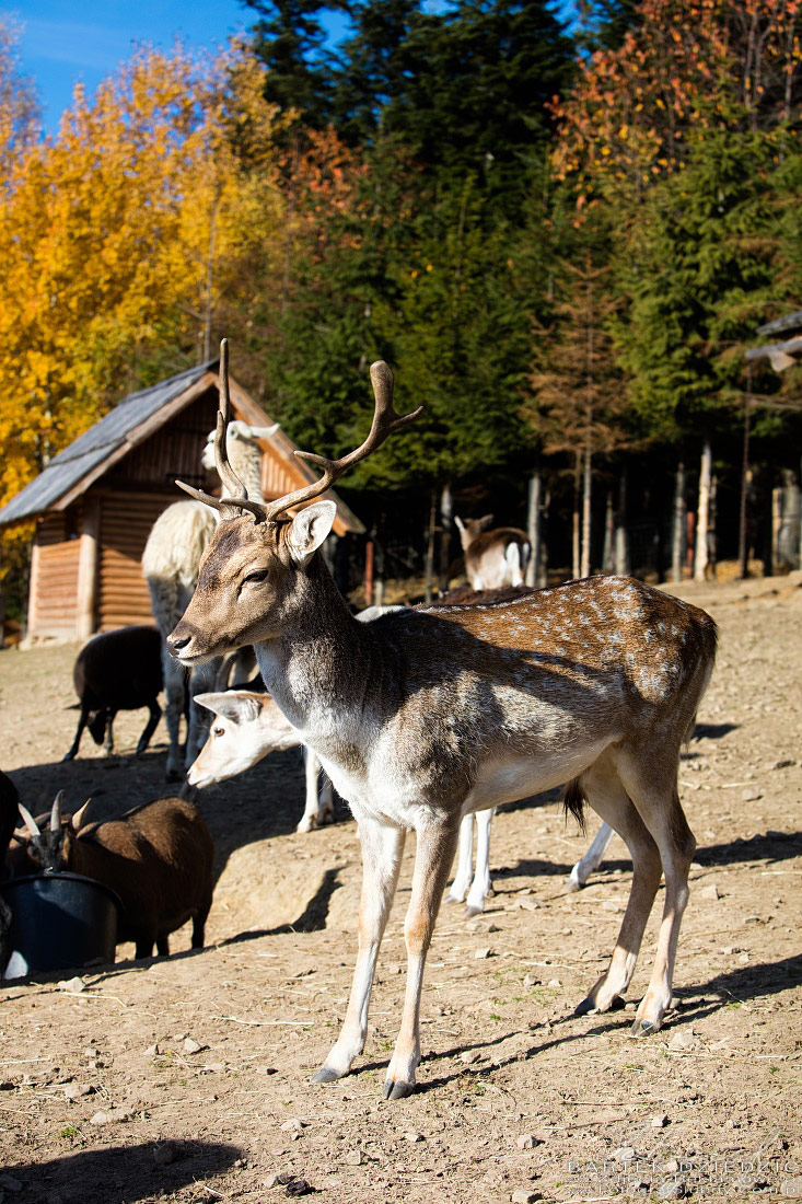 Fotografia rekamowa Mini Zoo w Beskidzkim Raju.