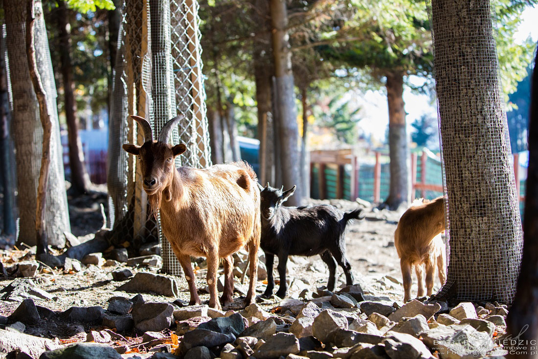 Fotografia rekamowa Mini Zoo w Beskidzkim Raju.