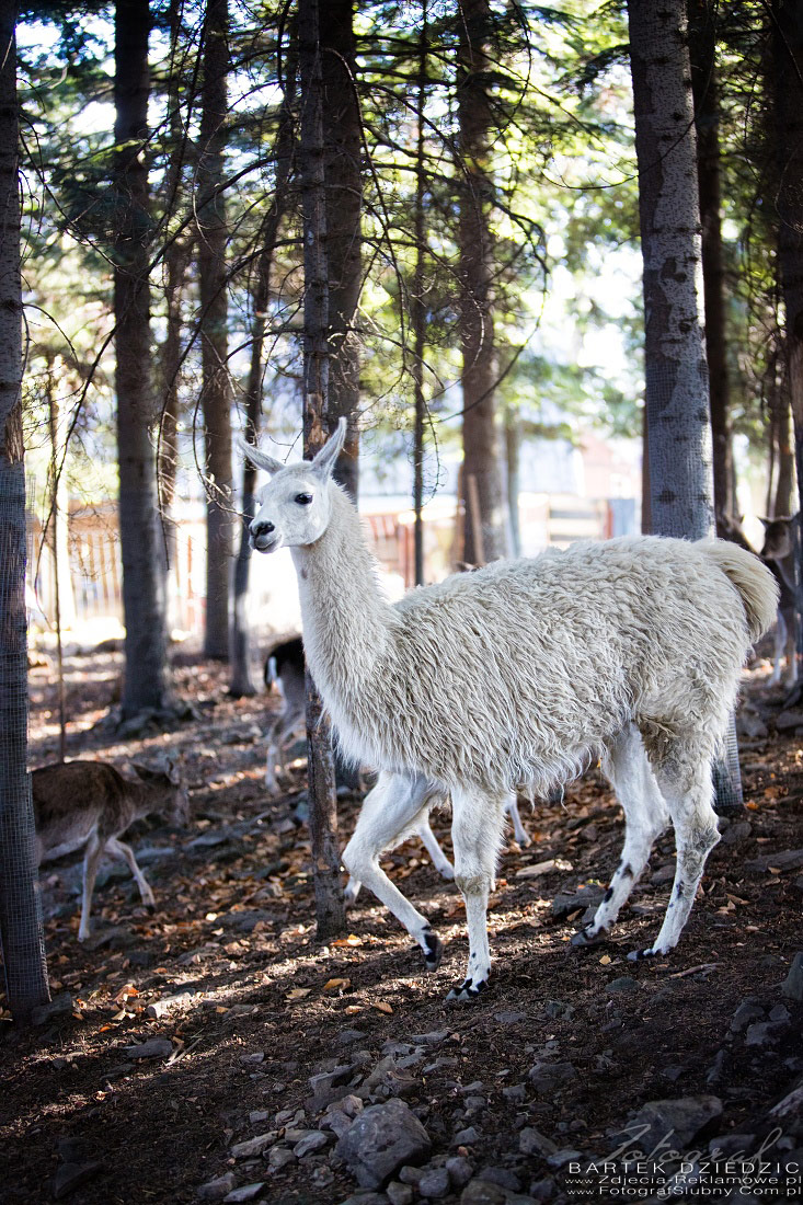 Fotografia rekamowa Mini Zoo w Beskidzkim Raju.