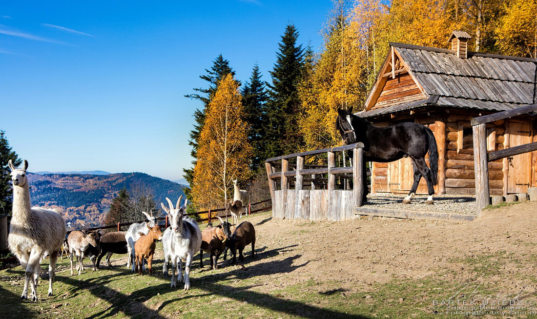 Fotografia reklamowa mini zoo w beskidzkim raju.