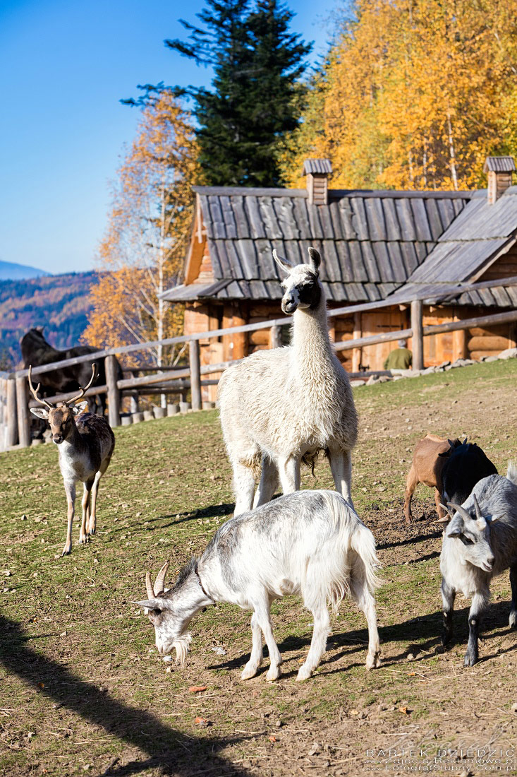 Fotografia reklamowa Mini Zoo. Hotel Beskidzki Raj.