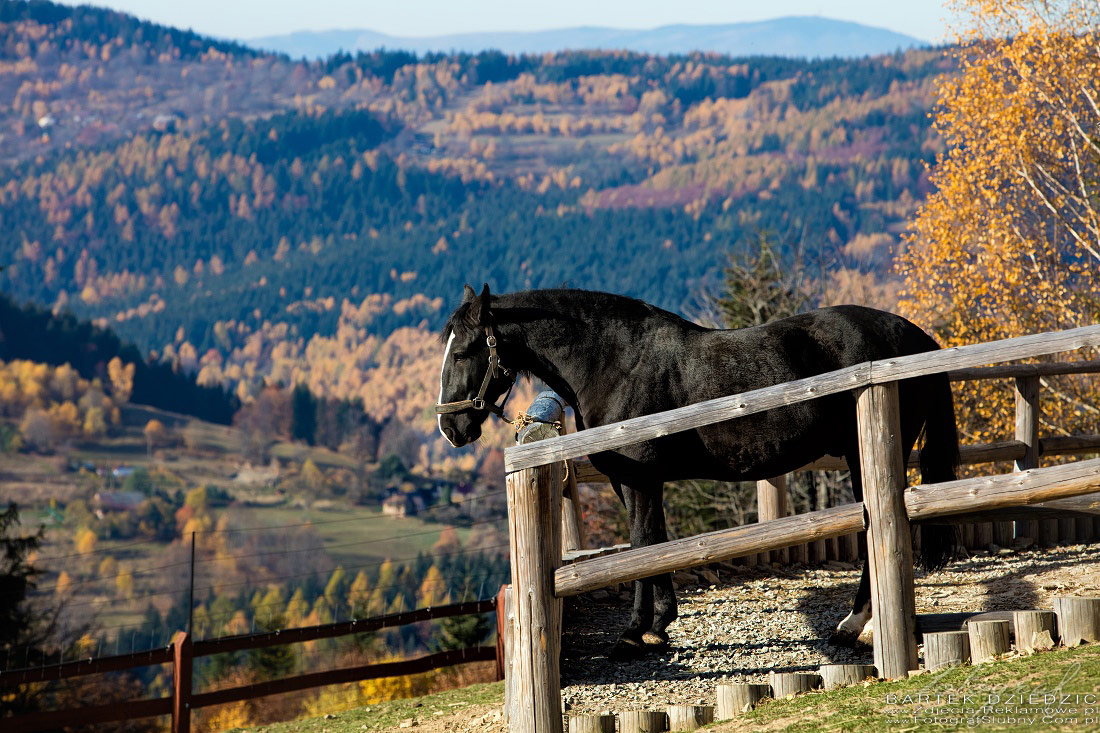 Fotografia reklamowa osrodkow jezdzieckich