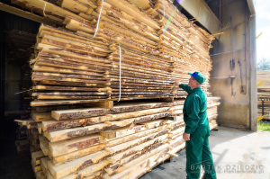 Kontrola jakości drzewa- zdjęcia reklamowe